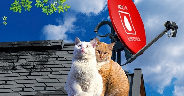 коты возле антенны